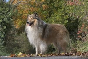 Dog Rough Collie standing