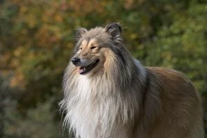 Images Dated 27th October 2016: Dog Rough Collie standing
