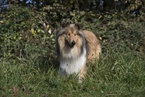 Images Dated 27th October 2016: Dog Rough Collie standing