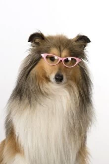 Dog Rough Collie wearing glasses