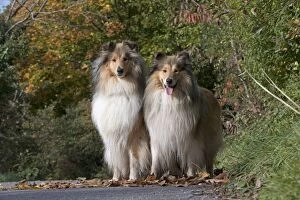 Images Dated 27th October 2016: Dog Rough Collie x2