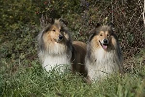Images Dated 27th October 2016: Dog Rough Collie x2