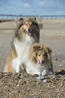 Images Dated 18th February 2016: Dog Rough Collies on a beach looking over break water