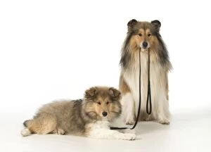 Dog Rough Collies puppy on lead, adult holding it