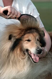 Dog - Rough / Scottish Collie having fur brushed