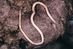 Dog roundworm, Toxocara canis, on dog feces