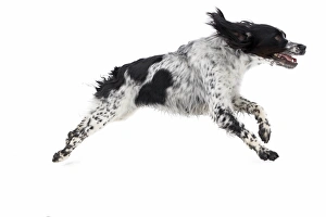 Images Dated 17th October 2009: dog - running towards camera