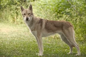 Dog - Saarloos Wolfhound. Standing, side view