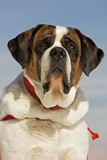 Dog - Saint Bernard