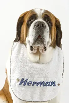 Dog - Saint Bernard wearing bib