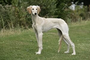 Images Dated 9th August 2007: DOG. Saluki