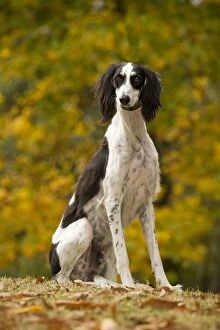 Images Dated 26th October 2008: Dog - Saluki