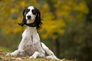 Images Dated 26th October 2008: Dog - Saluki