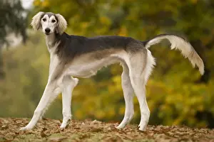 Dog - Saluki