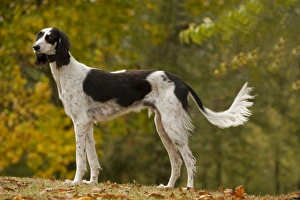 Images Dated 26th October 2008: Dog - Saluki