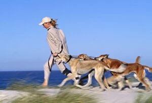 Exercising Gallery: DOG - Saluki Dogs - Being walked on a beach