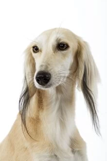 Images Dated 11th March 2006: Dog - Saluki Greyhound