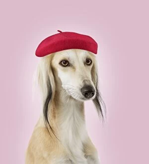 Dog - Saluki Greyhound - wearing baseball cap / hat