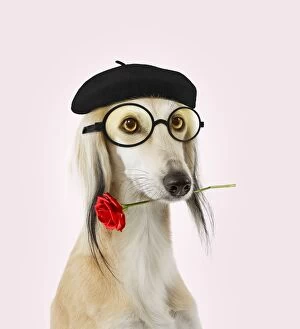 Dog - Saluki Greyhound - wearing beret hat glasses