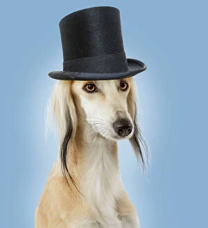 Images Dated 11th March 2006: Dog - Saluki Greyhound - wearing Top Hat