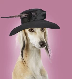 Images Dated 21st October 2015: Dog - Saluki Greyhound - wearing ladies wedding hat