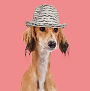 Digital Gallery: Dog - Saluki / Persian Greyhound wearing hat Digital