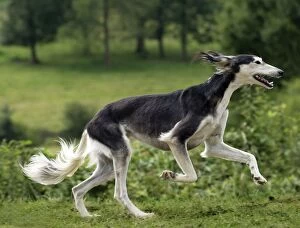 Images Dated 19th July 2012: Dog - Saluki - running