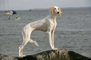Images Dated 9th August 2007: DOG. Saluki at the waters edge