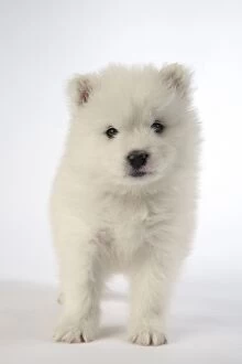 Images Dated 1st April 2014: Dog - Samoyed