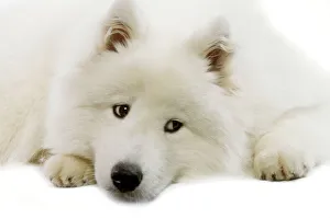 Herd Breeds Collection: Dog - Samoyed