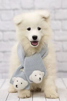 Dog Samoyed 8 week old puppy