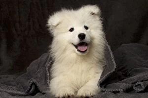 Dog Samoyed 8 week old puppy under blanket