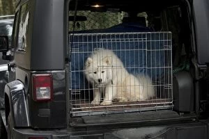 Caged Gallery: Dog - Samoyed in cage in back of vehicle