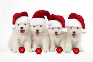 Samoyed Gallery: DOG - Samoyed puppies 5 weeks old wearing Christmas