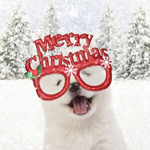Images Dated 3rd February 2020: DOG - Samoyed puppy 5 weeks old wearing Christmas glasses Date: 01-Apr-14