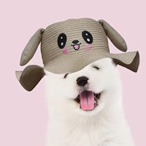 Samoyed Gallery: DOG - Samoyed puppy 5 weeks old wearing smiling animal hat