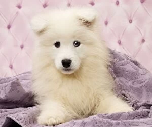 Samoyed Gallery: Dog Samoyed puppy 8 weeks old under blanket