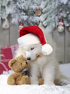 Samoyeds Gallery: Dog - Samoyed puppy in snow in christmas scene with teddy bear Date: 03-09-2014