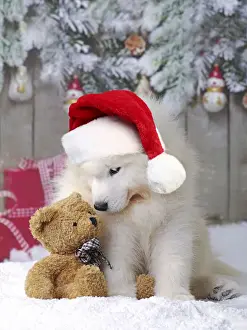Santa Prints: Dog ~ Samoyed puppy in snow in christmas scene with teddy bear