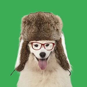 Samoyed Gallery: DOG Samoyed wearing glasses and Ushanka / trapper