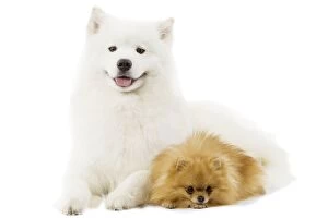 Dog - Samoyede and Dwarf Spitz