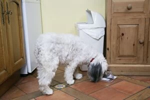 DOG - scavenging from waste bin in the home