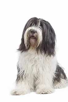 Dutch Sheepdogs Prints: Dog - Schapendoes or Dutch Sheepdog in studio