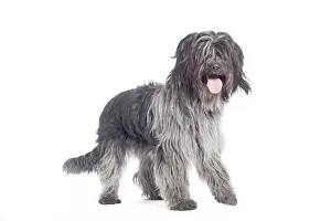 Dog - Schapendoes or Dutch Sheepdog in studio