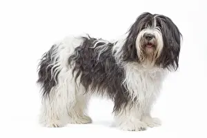 Dog - Schapendoes or Dutch Sheepdog in studio