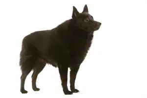 Dog - Schipperke
