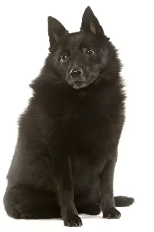 Spitz Prints: Dog - Schipperke