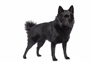 Dog - Schipperke