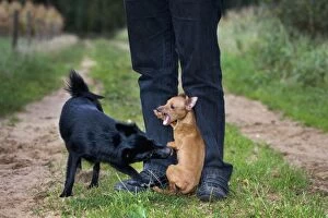 Dog - Schipperke or Spitske biting a miniature pinscher