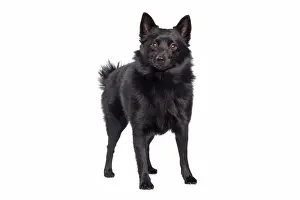 Schipperkes Prints: Dog - Schipperke in studio